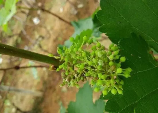 1513327400726378oPi9.jpg 圖片54.jpg