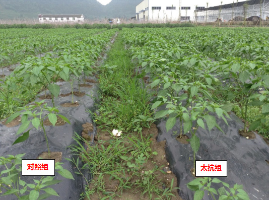 1513332666980999ohXO.jpg 未標題-2.jpg