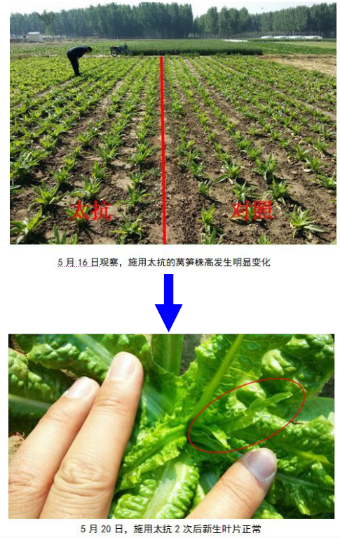 15133329659959828vf8.png blob.png