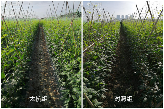 1515669060628134wxkf.png blob.png